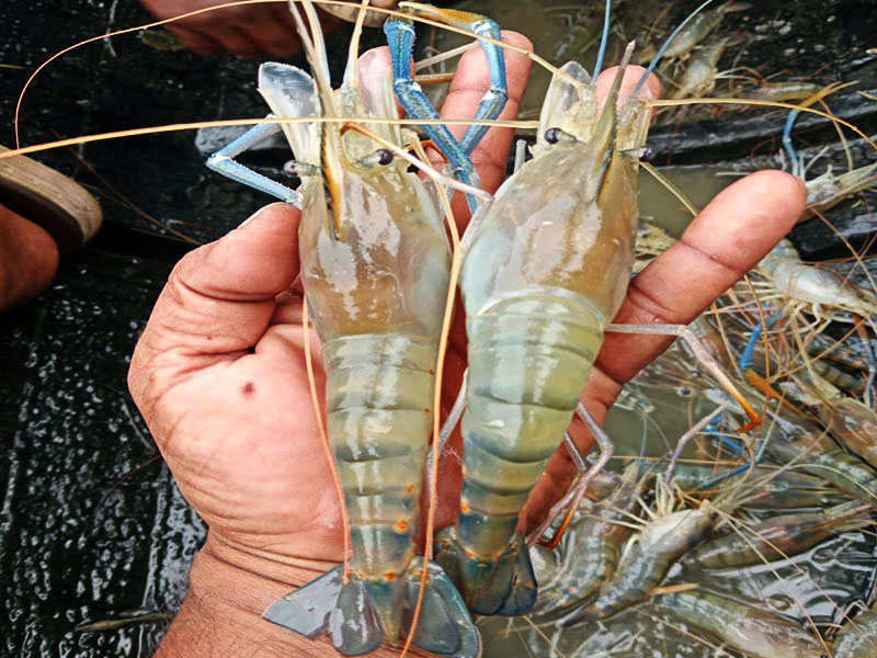 B.T Shrimp Farming