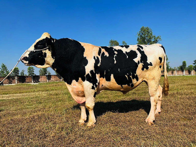 Cow Farming