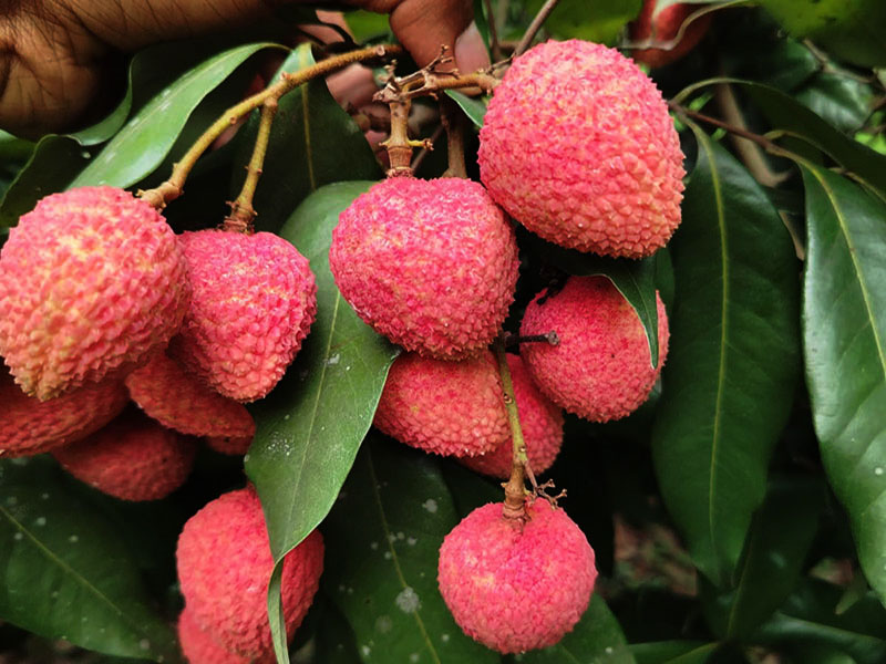 Lychee Garden