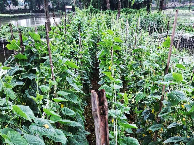 Vegetable Cultivation